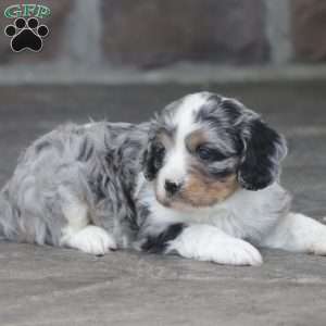Flame, Cavapoo Puppy